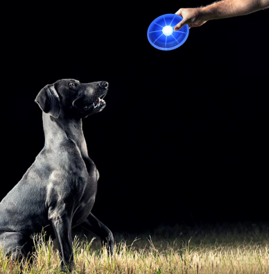 Frisbee Lumineux pour Chien – Jouez sans limites, même la nuit - La Truffe Elégante