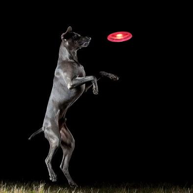 Frisbee Lumineux pour Chien – Jouez sans limites, même la nuit - La Truffe Elégante